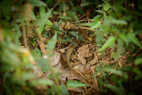 Speckled hognose snake escaping, Ankarafantsika, Madagascar A terrible photo but I'm wanting to share the story behind it. After our best day of our second trip to Madagascar with lots of luck in spotting species, I was in the zone. Despite being exhausted after two long hikes, I continued on my own around our bungalow to do some macro photography. 

I stationed myself along some shrubs that had many dragonflies and butterflies coming in and out. Yet after 20 minutes I got annoyed that none of them would settle, hence I put a step forward to carry on. With my foot in mid-air, I suddenly realized I was about to plant my foot on a snake. At the very same moment, the snake realized this as well, and shot away like an arrow. In a moment of both fear and reflex, I snapped this photo without looking in the general direction of the snake. Although I know Madagascan snakes are not venumous, I did ponder over the thought that this snake was just one step away from me for a solid 15 minutes, without either of us aware of each other's presence.

After sharing the photo with my guide, he concluded it is a "Brown hog nose snake". I assume this means it's the Speckled hognose snake, the only of such snakes I could find from Madagascar.  Africa,Ankarafantsika,Geotagged,Leioheterodon madagascariensis,Madagascar,Madagascar North,Speckled hognose snake,Spring,World