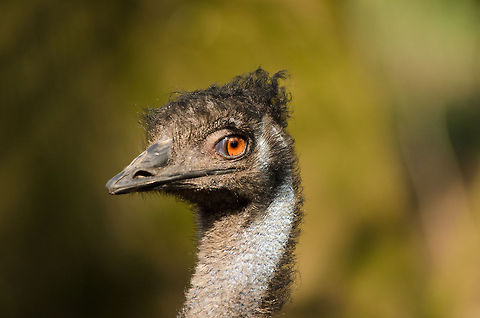 Emu closeup Another Emu closeup, this time a frontal view :) Birds,Dromaius novaehollandiae,Emu,Geotagged,Papegaaienpark VeldHoven,Parrot Park Veldhoven,The Netherlands