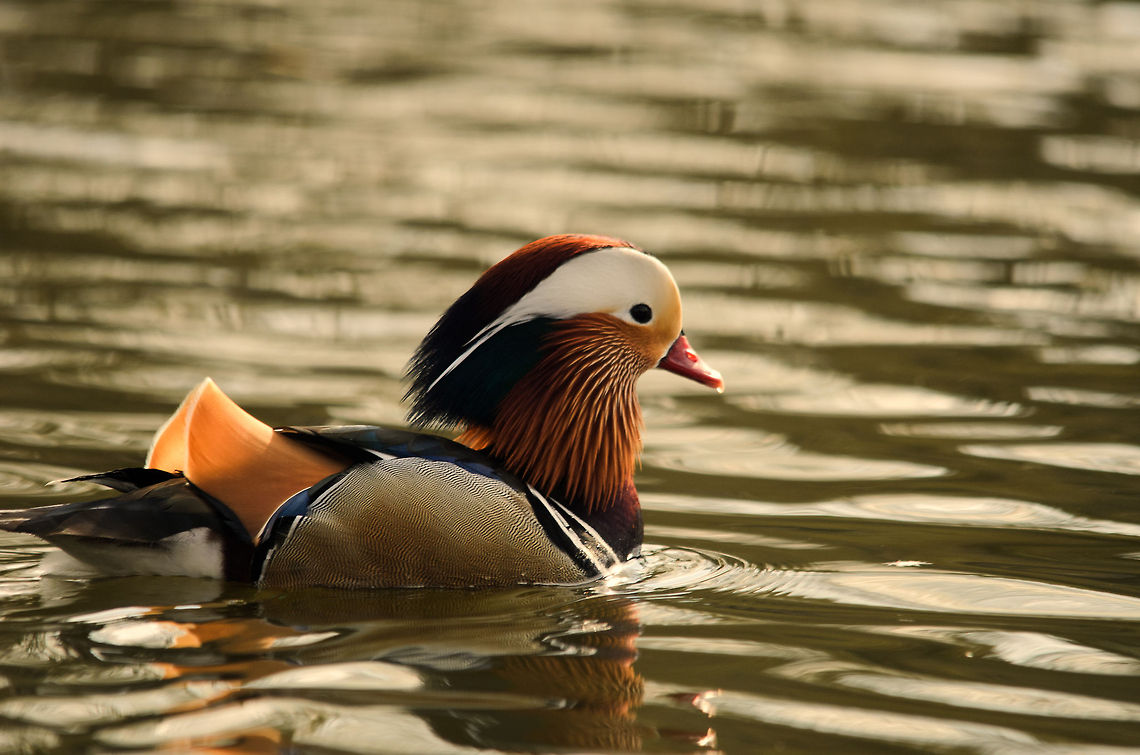 Mandarin Duck A male Mandarin Duck floats the narrow channel of the Parrot Park in Veldhoven, the Netherlands. Although originally an Asian bird, the specie was imported and managed to survive in parts of Europe, in the wild and semi-wild. Aix galericulata,Mandarin Duck,Papegaaienpark VeldHoven,Parrot Park Veldhoven