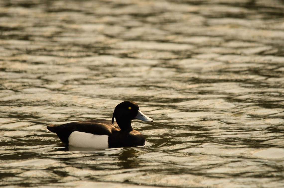 Tufted Duck  Aythya fuligula,Geotagged,Papegaaienpark VeldHoven,Parrot Park Veldhoven,The Netherlands,Tufted Duck