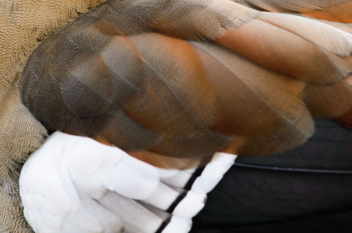 Egyptian Goose feather deck Don&#039;t mind me, just adding an entry to the feather pack list, a collection of feather pattern closeups. Alopochen aegyptiacus,Birds,Egyptian Goose,Geotagged,Papegaaienpark VeldHoven,Parrot Park Veldhoven,The Netherlands