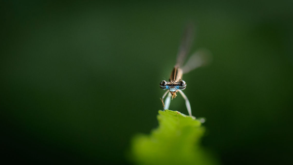 Closeup of damselfly with banded eyes, Ankarafantsika, Madagascar Side view:<br />
<figure class="photo"><a href="https://www.jungledragon.com/image/42419/sideview_of_damselfly_with_banded_eyes_ankarafantsika_madagascar.html" title="Sideview of damselfly with banded eyes, Ankarafantsika, Madagascar"><img src="https://s3.amazonaws.com/media.jungledragon.com/images/2/42419_thumb.jpg?AWSAccessKeyId=05GMT0V3GWVNE7GGM1R2&Expires=1769040010&Signature=1xBCyb1Uc4RDfPUoxfNe8zHB41g%3D" width="200" height="134" alt="Sideview of damselfly with banded eyes, Ankarafantsika, Madagascar Closeup:<br />
https://www.jungledragon.com/image/42415/closeup_of_damselfly_with_banded_eyes_ankarafantsika_madagascar.html Africa,Ankarafantsika,Geotagged,Madagascar,Madagascar North,Platycnemis malgassica,Spring,World" /></a></figure> Africa,Ankarafantsika,Geotagged,Madagascar,Madagascar North,Platycnemis malgassica,Spring,World