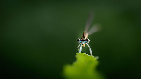 Closeup of damselfly with banded eyes, Ankarafantsika, Madagascar Side view:
https://www.jungledragon.com/image/42419/sideview_of_damselfly_with_banded_eyes_ankarafantsika_madagascar.html Africa,Ankarafantsika,Geotagged,Madagascar,Madagascar North,Platycnemis malgassica,Spring,World