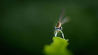 Closeup of damselfly with banded eyes, Ankarafantsika, Madagascar Side view:<br />
https://www.jungledragon.com/image/42419/sideview_of_damselfly_with_banded_eyes_ankarafantsika_madagascar.html Africa,Ankarafantsika,Geotagged,Madagascar,Madagascar North,Platycnemis malgassica,Spring,World