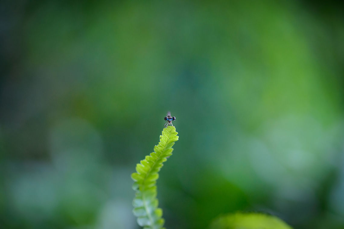 Damselfly with banded eyes, Ankarafantsika, Madagascar Not a useful species shot, more of an artistic attempt to show the giant world of a small insect.<br />
<br />
Closeup:<br />
<figure class="photo"><a href="https://www.jungledragon.com/image/42415/closeup_of_damselfly_with_banded_eyes_ankarafantsika_madagascar.html" title="Closeup of damselfly with banded eyes, Ankarafantsika, Madagascar"><img src="https://s3.amazonaws.com/media.jungledragon.com/images/2/42415_thumb.jpg?AWSAccessKeyId=05GMT0V3GWVNE7GGM1R2&Expires=1769040010&Signature=IqCk7x9X3cRPYXwVmIGkGoNrB0A%3D" width="200" height="114" alt="Closeup of damselfly with banded eyes, Ankarafantsika, Madagascar Side view:<br />
https://www.jungledragon.com/image/42419/sideview_of_damselfly_with_banded_eyes_ankarafantsika_madagascar.html Africa,Ankarafantsika,Geotagged,Madagascar,Madagascar North,Platycnemis malgassica,Spring,World" /></a></figure><br />
Side view:<br />
<br />
<figure class="photo"><a href="https://www.jungledragon.com/image/42419/sideview_of_damselfly_with_banded_eyes_ankarafantsika_madagascar.html" title="Sideview of damselfly with banded eyes, Ankarafantsika, Madagascar"><img src="https://s3.amazonaws.com/media.jungledragon.com/images/2/42419_thumb.jpg?AWSAccessKeyId=05GMT0V3GWVNE7GGM1R2&Expires=1769040010&Signature=1xBCyb1Uc4RDfPUoxfNe8zHB41g%3D" width="200" height="134" alt="Sideview of damselfly with banded eyes, Ankarafantsika, Madagascar Closeup:<br />
https://www.jungledragon.com/image/42415/closeup_of_damselfly_with_banded_eyes_ankarafantsika_madagascar.html Africa,Ankarafantsika,Geotagged,Madagascar,Madagascar North,Platycnemis malgassica,Spring,World" /></a></figure> Africa,Ankarafantsika,Geotagged,Madagascar,Madagascar North,Platycnemis malgassica,Spring,World
