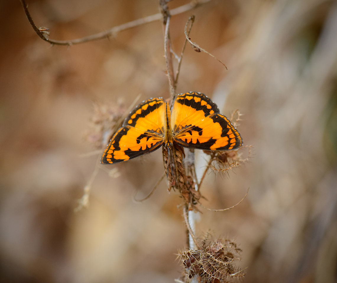 Byblia anvatara, Ankarafantsika, Madagascar  Africa,Ankarafantsika,Byblia anvatara,Common joker,Geotagged,Madagascar,Madagascar North,Spring,World