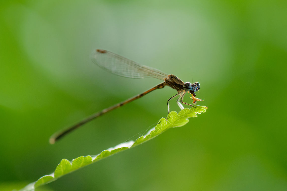 Sideview of damselfly with banded eyes, Ankarafantsika, Madagascar Closeup:<br />
<figure class="photo"><a href="https://www.jungledragon.com/image/42415/closeup_of_damselfly_with_banded_eyes_ankarafantsika_madagascar.html" title="Closeup of damselfly with banded eyes, Ankarafantsika, Madagascar"><img src="https://s3.amazonaws.com/media.jungledragon.com/images/2/42415_thumb.jpg?AWSAccessKeyId=05GMT0V3GWVNE7GGM1R2&Expires=1759968010&Signature=2QqDX4njoDfkZKmairFrkei%2FVDk%3D" width="200" height="114" alt="Closeup of damselfly with banded eyes, Ankarafantsika, Madagascar Side view:<br />
https://www.jungledragon.com/image/42419/sideview_of_damselfly_with_banded_eyes_ankarafantsika_madagascar.html Africa,Ankarafantsika,Geotagged,Madagascar,Madagascar North,Platycnemis malgassica,Spring,World" /></a></figure> Africa,Ankarafantsika,Geotagged,Madagascar,Madagascar North,Platycnemis malgassica,Spring,World