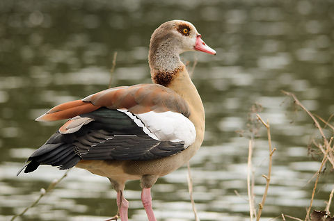 Egyptian Goose full pose The males and females look similar in plumage, whereas the male is slightly larger. Alopochen aegyptiacus,Egyptian Goose,Geotagged,Papegaaienpark VeldHoven,Parrot Park Veldhoven,The Netherlands,birds