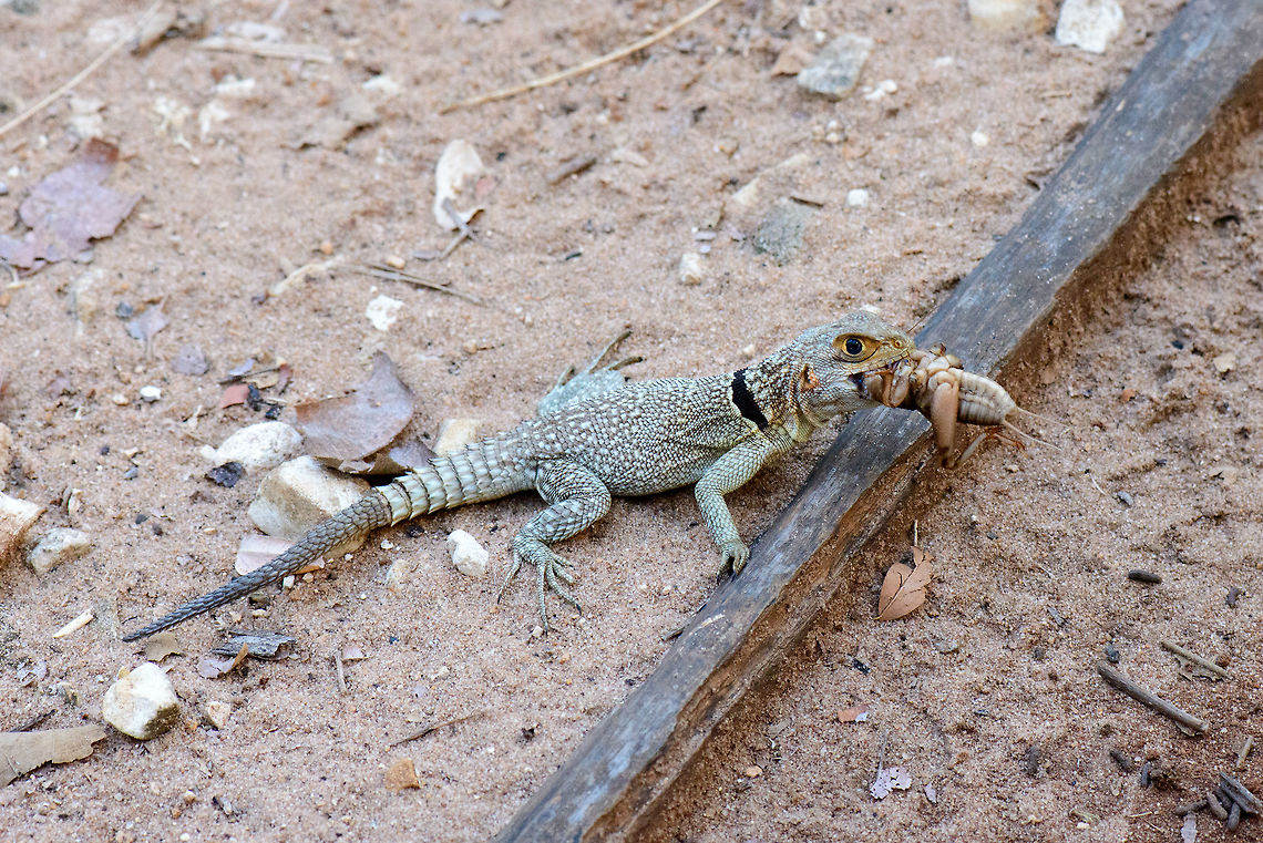 A very hungry Collared iguanid lizard Ankarafantsika, Madagascar. Found right outside our bungalow near the national park. I&#039;m not sure what is more disturbing, the appetite of this lizard or the size of that cricket. Africa,Ankarafantsika,Collared iguanid lizard,Geotagged,Madagascar,Madagascar North,Oplurus cuvieri,Spring,World