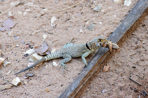 A very hungry Collared iguanid lizard Ankarafantsika, Madagascar. Found right outside our bungalow near the national park. I'm not sure what is more disturbing, the appetite of this lizard or the size of that cricket. Africa,Ankarafantsika,Collared iguanid lizard,Geotagged,Madagascar,Madagascar North,Oplurus cuvieri,Spring,World