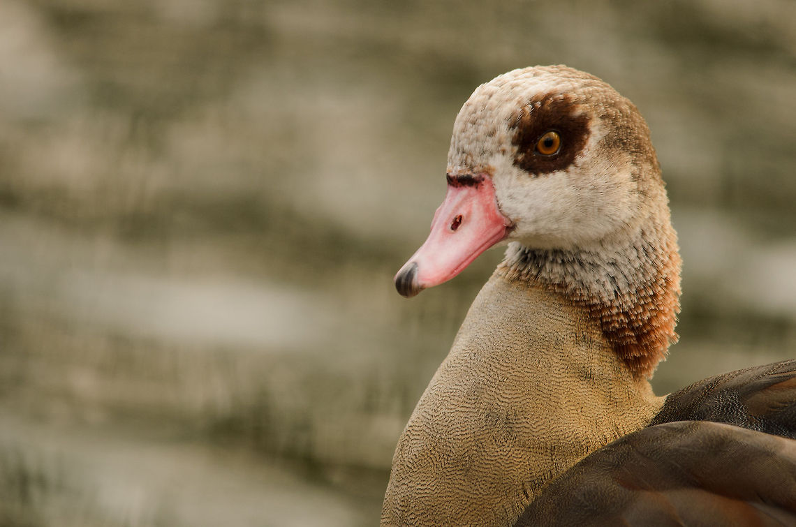 Egyptian Goose portrait II  Alopochen aegyptiacus,Birds,Egyptian Goose,Geotagged,Papegaaienpark VeldHoven,Parrot Park Veldhoven,The Netherlands