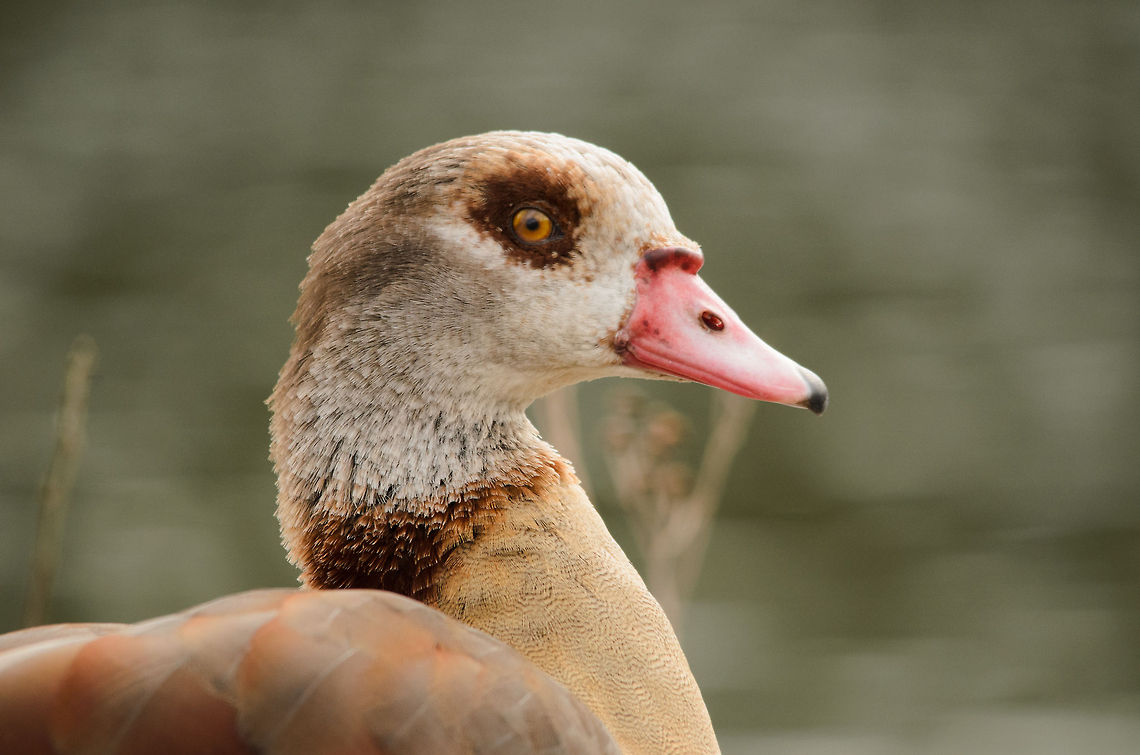 Egyptian Goose portrait I  Alopochen aegyptiacus,Birds,Egyptian Goose,Geotagged,Papegaaienpark VeldHoven,Parrot Park Veldhoven,The Netherlands