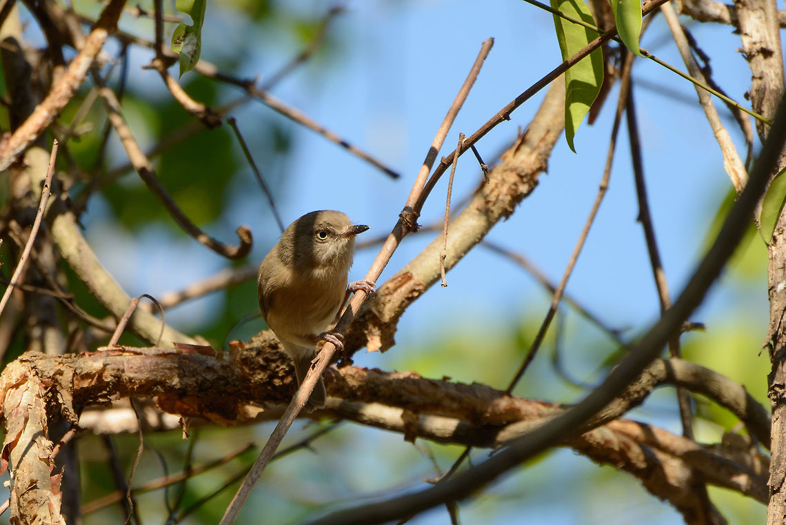 Common Jerry (?), Ankarafantsika, Madagascar According to the local guide, this is a Common Jerry, but I&#039;m skeptical now that I compare it with reference images. Thoughts? Africa,Ankarafantsika,Common Jery,Geotagged,Madagascar,Madagascar North,Neomixis tenella,Spring,World