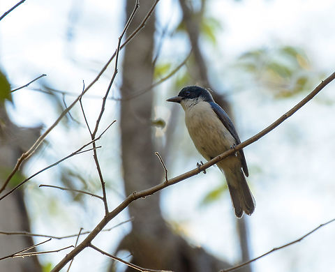 Blue Vanga in ,Ankarafantsika, Madagascar Unfortunately, the back-light ruined the exposure of this shot, and failed to highlight the deep blue of this wonderful vanga. Vangas are a family of birds that are entirely endemic to Madagascar. Africa,Ankarafantsika,Blue Vanga,Cyanolanius madagascarinus,Geotagged,Madagascar,Madagascar North,Spring,World