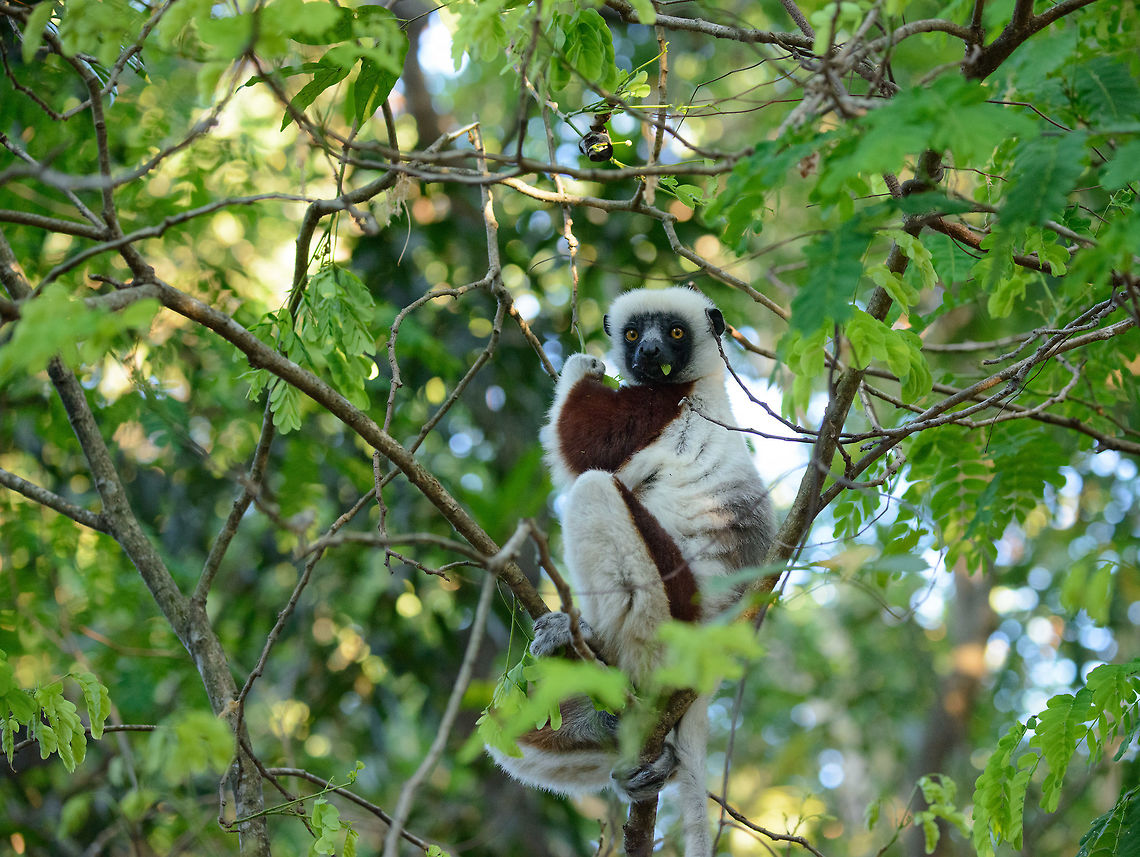 Coquerels sifaka feeding on leafs, Ankarafantsika, Madagascar During the early morning on our last day in Ankarafantsika, once again the Coquerels sifakas joined us in breakfast. Africa,Ankarafantsika,Coquerels sifaka,Geotagged,Madagascar,Madagascar North,Propithecus coquereli,Spring,World