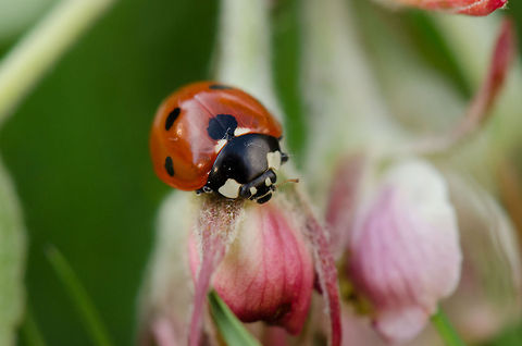 Ladybug My first ladybug macro. Normally my garden is full of them, now I had to look hard to fine one. 7-spot Ladybird,Coccinella septempunctata,Ladybug or Ladybird,Macro