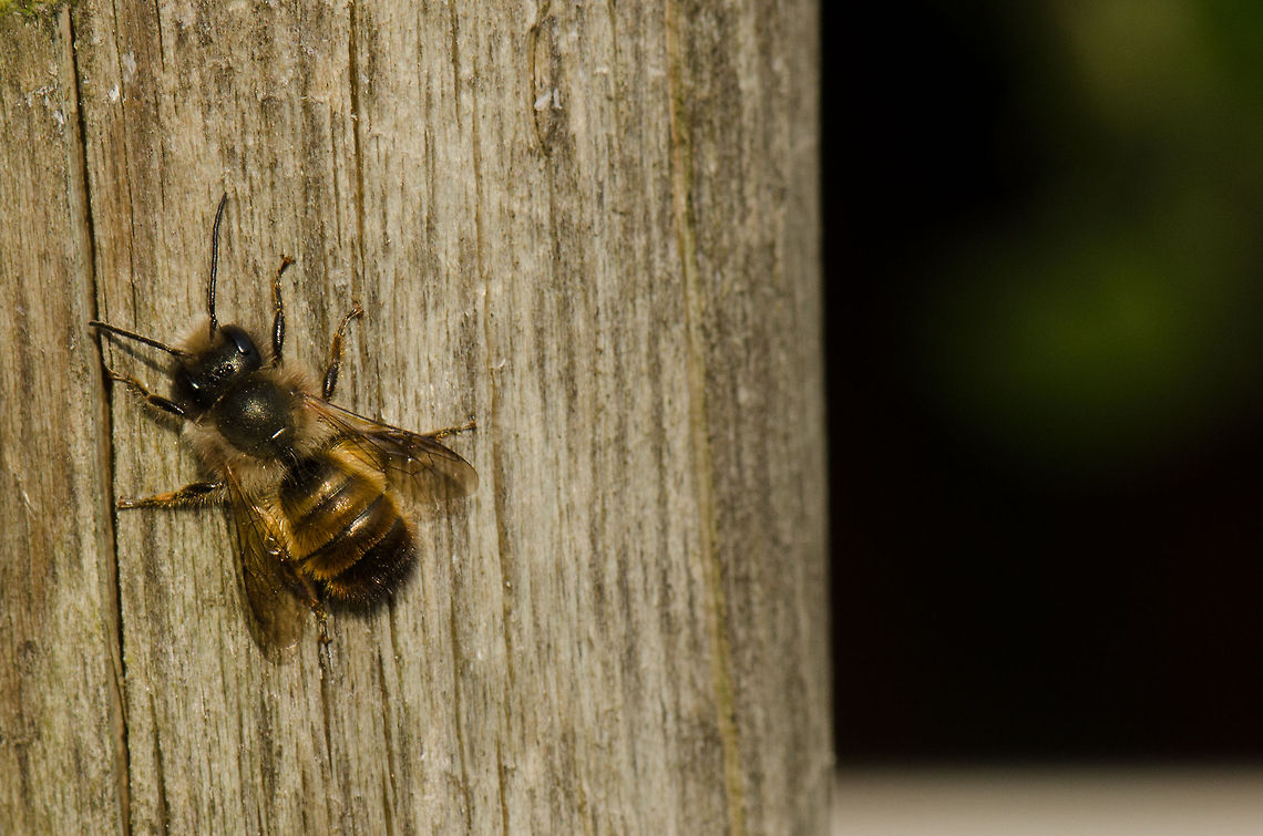 The teasing bee I was chasing some bees in my garden but they only stop at each flower for one second or so, until one of them took a little break on this pole. I'm not sure what kind of bee this is? Apis mellifera,Macro,Western honey bee(Apis mellifera)