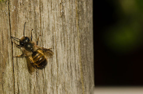 The teasing bee I was chasing some bees in my garden but they only stop at each flower for one second or so, until one of them took a little break on this pole. I'm not sure what kind of bee this is? Apis mellifera,Macro,Western honey bee(Apis mellifera)