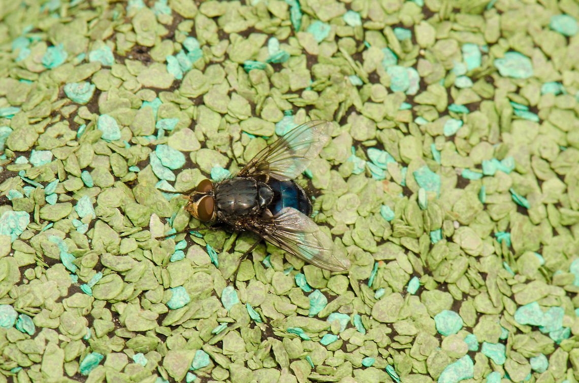 Blue bottle fly on blue background Resting on the roof of our bird feeding house. Blue bottle fly,Calliphora vomitoria,Macro