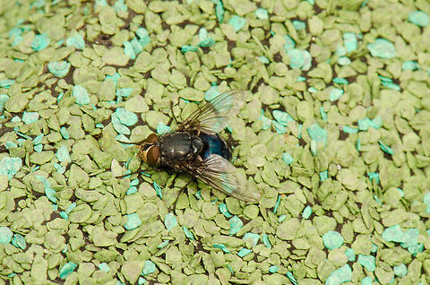 Blue bottle fly on blue background Resting on the roof of our bird feeding house. Blue bottle fly,Calliphora vomitoria,Macro