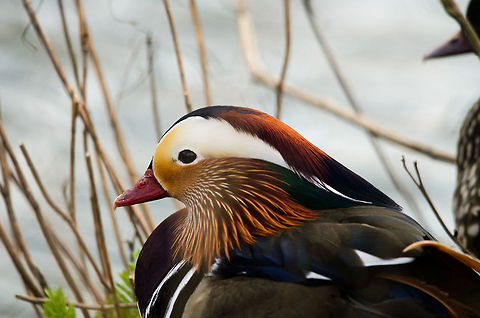 Mandarin duck portrait It seems the creator could not make up its mind in selecting an attractive feather textture, and instead just blended every possible combination into one. I hear it scores well with chicks. Aix galericulata,Geotagged,Mandarin Duck,Papegaaienpark VeldHoven,Parrot Park Veldhoven,The Netherlands,birds