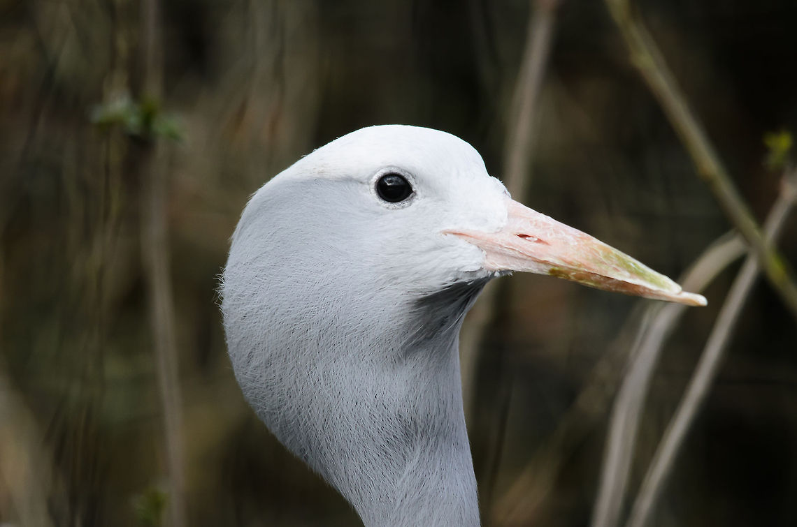 Blue Crane portrait Not happy about the lack of sharpness, but I liked the composition. Anthropoides paradiseus,Birds,Blue Crane,Geotagged,Papegaaienpark VeldHoven,Parrot Park Veldhoven,The Netherlands