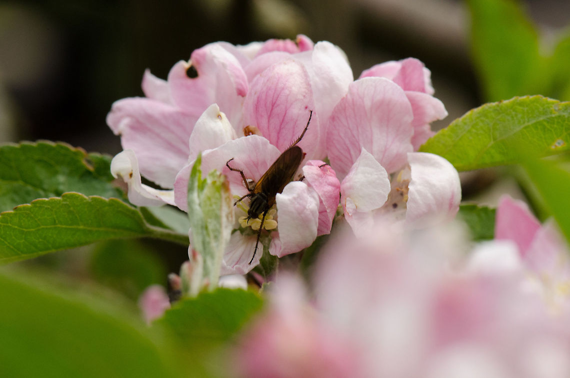 Unknown bug in my garden I'm posting the top view of this bug for the purpose of identification, it's not a great photo I know :) Empis opaca,Macro