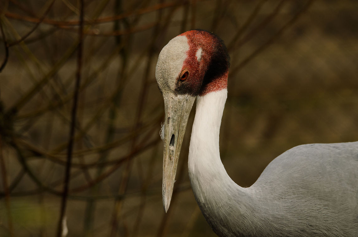 Sarus Crane neck bent A fesity Sandhill Crane launches it beak into some food on the ground. Birds,Geotagged,Grus antigone,Papegaaienpark VeldHoven,Parrot Park Veldhoven,Sarus Crane,The Netherlands