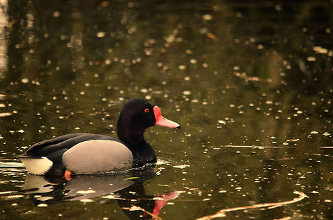 Rosy-billed Pochard A Rosybill peddles in the Parrot Park veldhoven as it catches the last rays of light for the day, brightly litting up its red beak and eyes. This is the male. Geotagged,Netta peposaca,Papegaaienpark VeldHoven,Parrot Park Veldhoven,Rosy-billed Pochard,The Netherlands