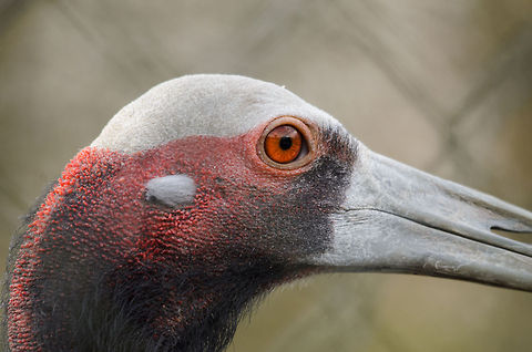 Sandhill Crane closeup Portrait of the head of a Sandhill Crane bird in the Parrot park Veldhoven, the Netherlands. Birds,Geotagged,Grus antigone,Grus canadensis,Papegaaienpark VeldHoven,Parrot Park Veldhoven,Sandhill Crane,Sarus Crane,The Netherlands