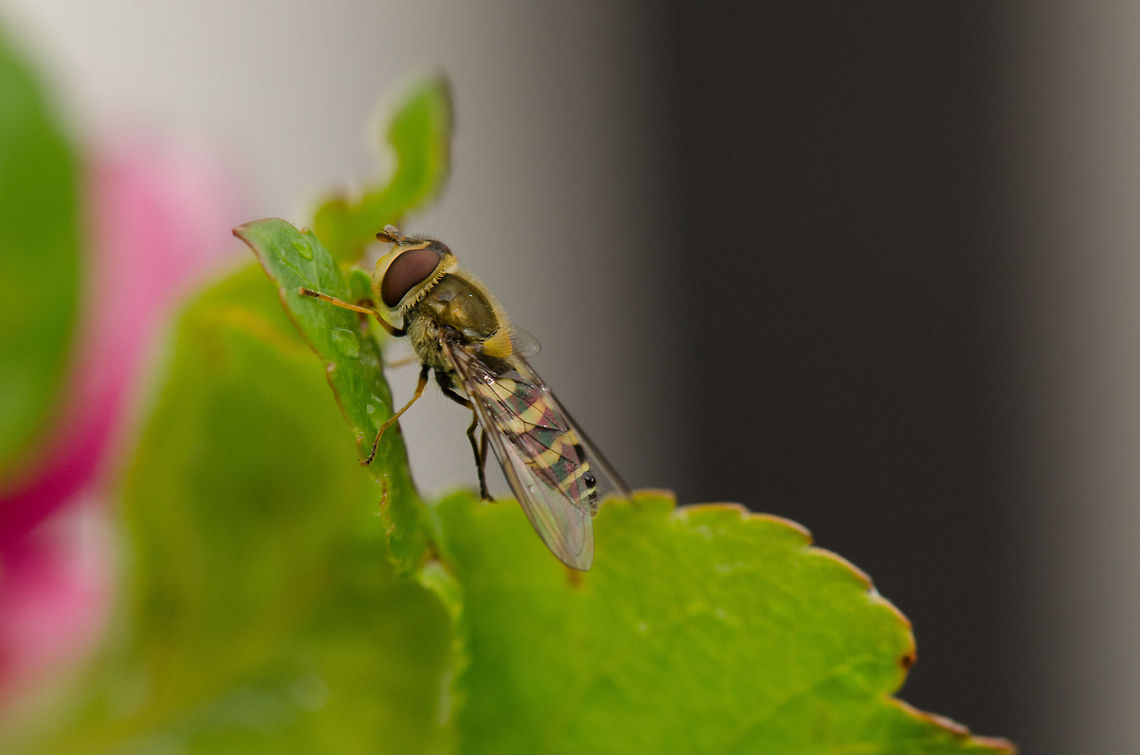 Syrphus ribesii resting Another lesson after my entry into macro photography 10 days ago: insects sit still after a shower or when its colder.  Macro,Syrphus ribesii,syrphus ribesii