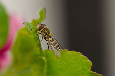 Syrphus ribesii resting Another lesson after my entry into macro photography 10 days ago: insects sit still after a shower or when its colder.  Macro,Syrphus ribesii,syrphus ribesii
