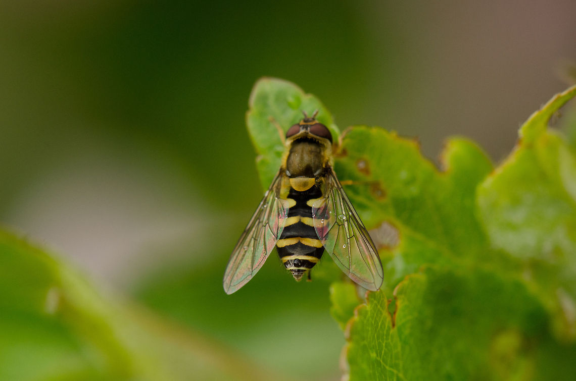 Syrphus ribesii  Macro,Syrphus ribesii,syrphus ribesii