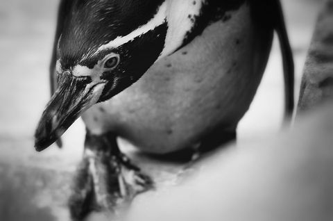 Black in a white world I like the determination in the eyes of this Humboldt Penguin as it was about to dive. Too bad something was blocking it partly in the foreground. Birds,Geotagged,Humboldt Penguin,Papegaaienpark VeldHoven,Parrot Park Veldhoven,Spheniscus humboldti,The Netherlands