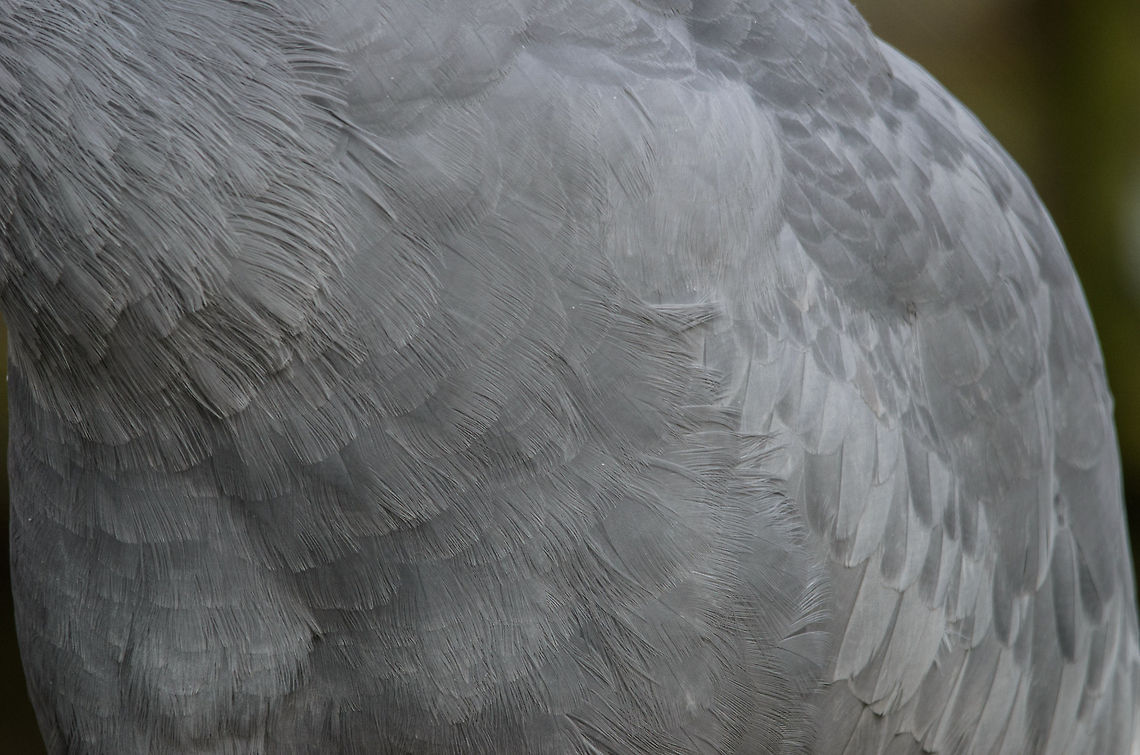 Sarus Crane feather pack Don&#039;t mind me, I&#039;m collecting feather closeups of various birds (see the photo list). Birds,Geotagged,Grus antigone,Papegaaienpark VeldHoven,Parrot Park Veldhoven,Sarus Crane,The Netherlands