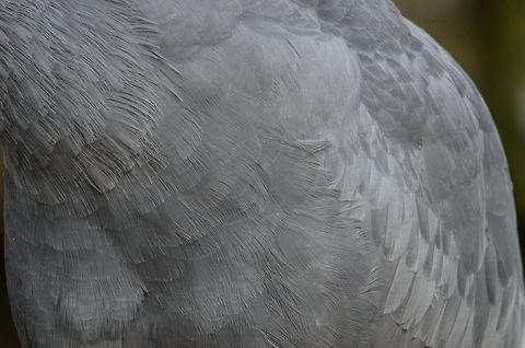 Sarus Crane feather pack Don't mind me, I'm collecting feather closeups of various birds (see the photo list). Birds,Geotagged,Grus antigone,Papegaaienpark VeldHoven,Parrot Park Veldhoven,Sarus Crane,The Netherlands