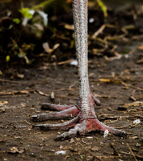 Firmly planted Closeup of the feet of the Sarus Crane bird. As you can see, these feet spread the weight so that it can walk in muddy areas. Birds,Geotagged,Grus antigone,Papegaaienpark VeldHoven,Parrot Park Veldhoven,Sarus Crane,The Netherlands