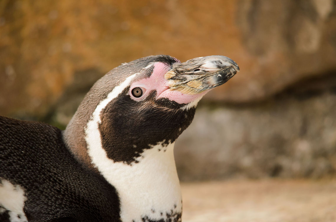 Humboldt Penguin portrait  Birds,Geotagged,Humboldt Penguin,Papegaaienpark VeldHoven,Parrot Park Veldhoven,Spheniscus humboldti,The Netherlands