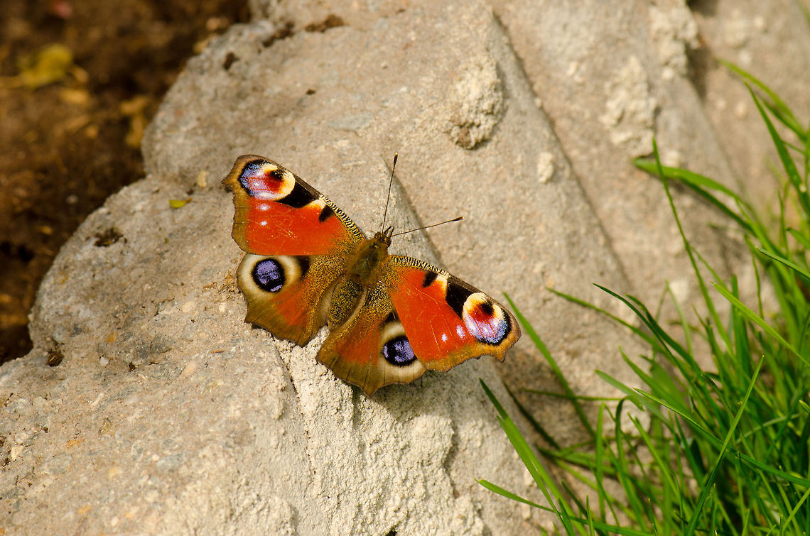 Porteguese Peacock For some reason, our garden does not get a lot of butterfly visits, likely it has to do with the type of vegetation we have. All the more surprised I was to find this beautiful Peacock. I wanted to get closer than this, but it was on to me.  Butterfly,Inachis io,Macro,Porteguese Peacock