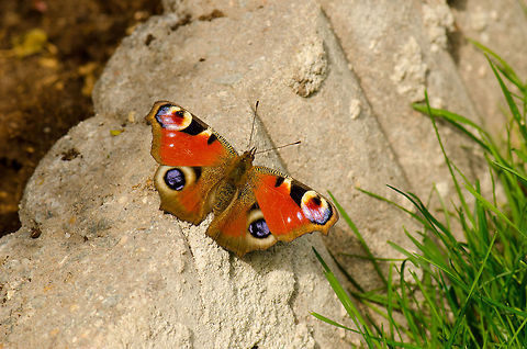 Porteguese Peacock For some reason, our garden does not get a lot of butterfly visits, likely it has to do with the type of vegetation we have. All the more surprised I was to find this beautiful Peacock. I wanted to get closer than this, but it was on to me.  Butterfly,Inachis io,Macro,Porteguese Peacock