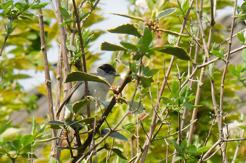 Marsh Tit Whenever I'm online at home I'm in my office which has a great view on our back garden. And as I have been watching what goes on in the garden for a long time, I'd like to think I know all birds that visit our garden. 

But not this one. It is both new to our garden and to JungleDragon: the Marsh Tit. 
Forgive me for the poor quality, this is a huge crop.  Birds,Macro,Marsh Tit,Poecile palustris