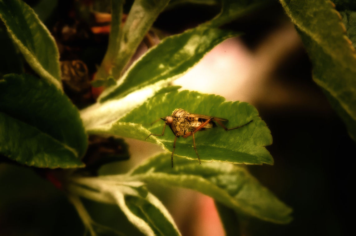 Mr Frankenstein What has 6 enormous long legs, the head of a fly, the wings of a damselfly and a major hunchback to tip it of? Well, I don&#039;t know.  Empis opaca,Macro