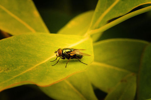 Mr Metal face I used to think of flies as annoying, and all the same. Now I'm starting to see that even they have beauty, like this "metal-faced" green bottle fly. Common green bottle fly,Lucilia sericata,Macro