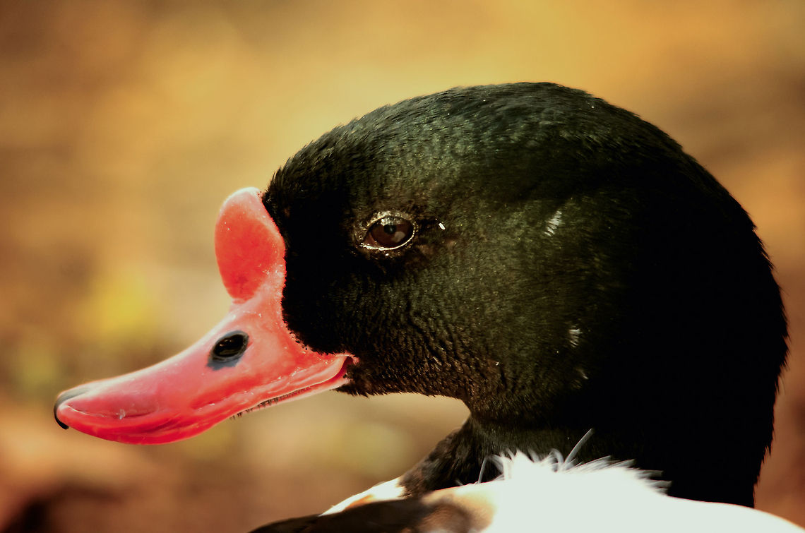 Rosy-billed Pochard portrait Lipstick duck :) Birds,Geotagged,Netta peposaca,Papegaaienpark VeldHoven,Parrot Park Veldhoven,Rosy-billed Pochard,The Netherlands
