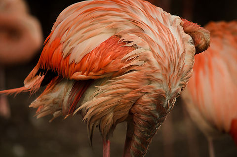 Pink rainbow Only a flamingo can roll itself in the mud and still look gorgeous... Birds,Geotagged,Greater Flamingo,Papegaaienpark VeldHoven,Parrot Park Veldhoven,Phoenicopterus roseus,The Netherlands