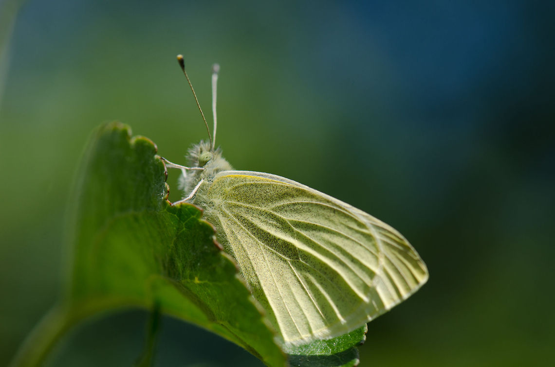 Small White (Pieris rapae) During the sunny day of Queensday in the Netherlands, this Brimstone butterfly was taking a rest on our apple tree after being chased by a male butterlfy for minutes. Macro,Pieris rapae,Small White