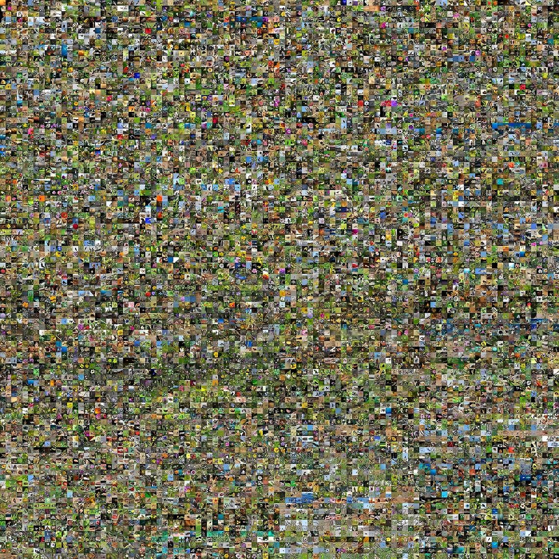 JungleDragon now has 10,000 species! The above image marks a historic milestone we as a community have accomplished at JungleDragon. Despite our small size, with dedication and a warm community we have managed to collect a whopping 10,000 species. <br />
<br />
The above image is quite special. It actually shows all these 10,000 species. It is a grid of 100 x 100 species. Each thumbnail is 100 x 100 pixels, making the original an enormous 100MP image.<br />
<br />
This is what we have created, together, and it is fabulous. We have achieved a critical mass in our content base that is to be taken seriously. Another perspective on what we have done is visualized in this animation which shows how slowly but surely our green is spreading through the world:<br />
<br />
<section class="video"><iframe width="448" height="282" src="https://www.youtube-nocookie.com/embed/ziOih3Mgr7s?hd=1&autoplay=0&rel=0" frameborder="0" allowfullscreen></iframe></section><br />
<br />
All of this is the result of your green hearts, of which I'm very proud. As a special gift to celebrate this milestone, I'm offering the above image in its true size upon request. Believe me, it is quite amazing to deeply zoom into it. Just send me a direct message, and I'll share the download location. Draco viridis,JungleDragon