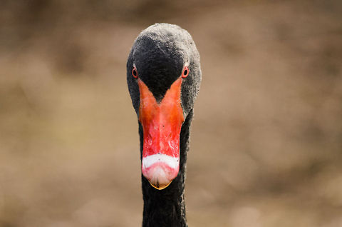 Black Swan front view closeup Front view closeup of a Black Swan, which reveals an interesting detail: the white band across its beak. Birds,Black Swan,Cygnus atratus,Papegaaienpark VeldHoven,Parrot Park Veldhoven