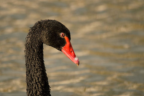 Black Swan closeup Side view closeup of a Black Swan, with its beautiful red eyes and beak. Birds,Black Swan,Cygnus atratus,Geotagged,Papegaaienpark VeldHoven,Parrot Park Veldhoven,The Netherlands