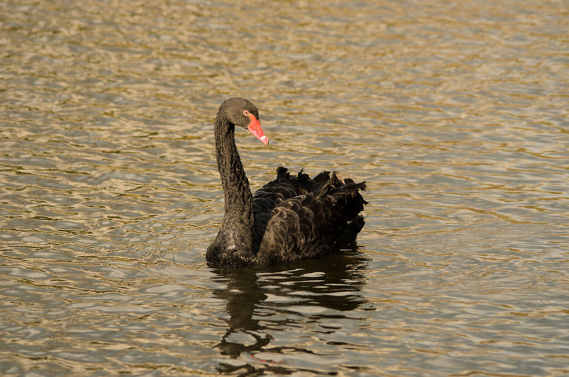 Black Swan A Black Swan at the Parrot Park Veldhoven, the Netherlands. Birds,Black Swan,Cygnus atratus,Geotagged,Papegaaienpark VeldHoven,Parrot Park Veldhoven,The Netherlands
